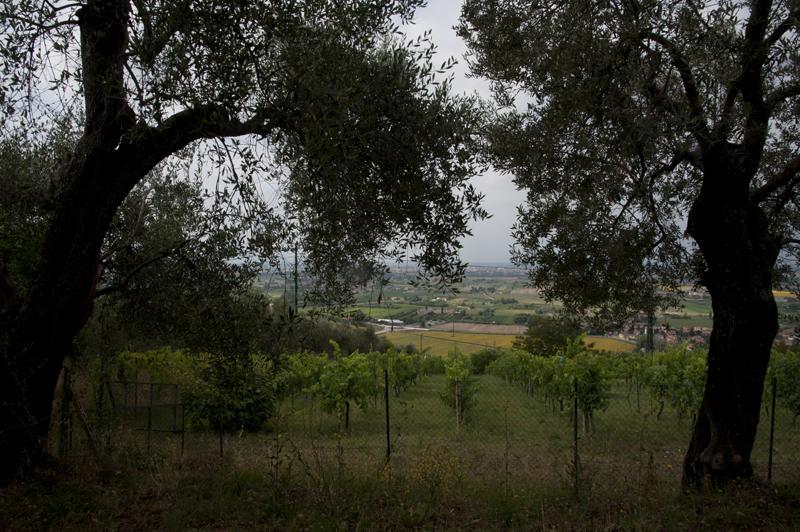 Agriturismo La Grotta San Giuliano Terme Exteriör bild